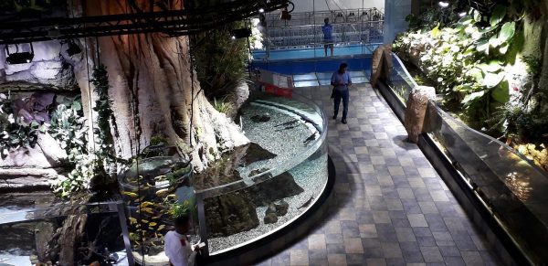 dubai aquarium and underwater zoo