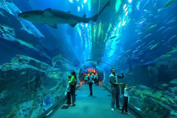 dubai aquarium & penguin encounter