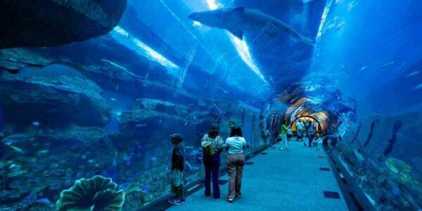 dubai aquarium and underwater zoo