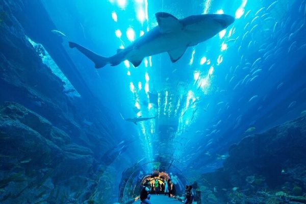 dubai aquarium & penguin encounter