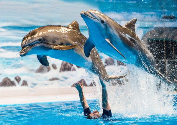 dubai dolphinarium