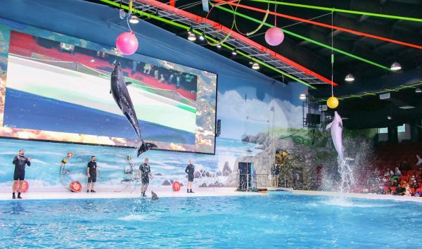 dubai dolphinarium