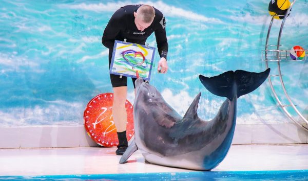 dubai dolphinarium