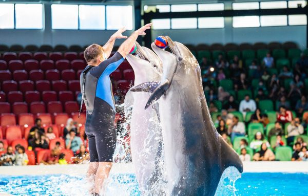 dubai dolphinarium
