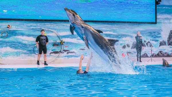 dubai dolphinarium