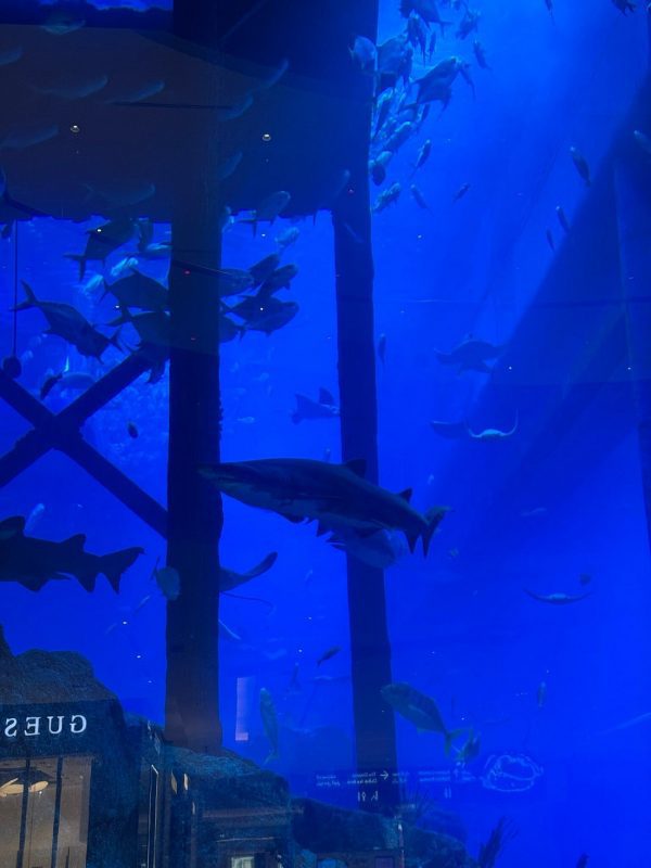 dubai aquarium and underwater zoo