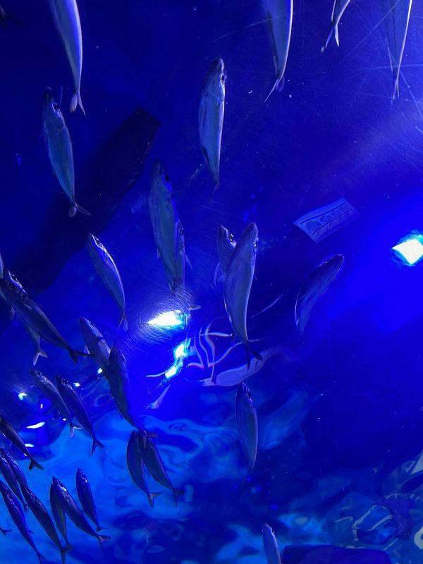 dubai aquarium and underwater zoo