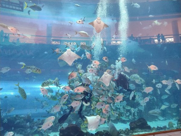dubai aquarium and underwater zoo
