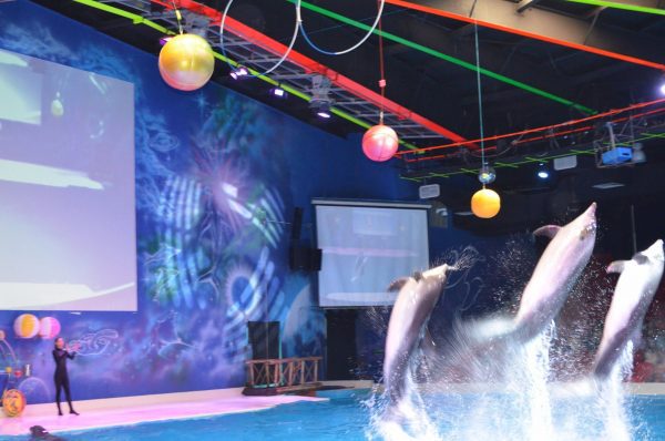 dubai dolphinarium