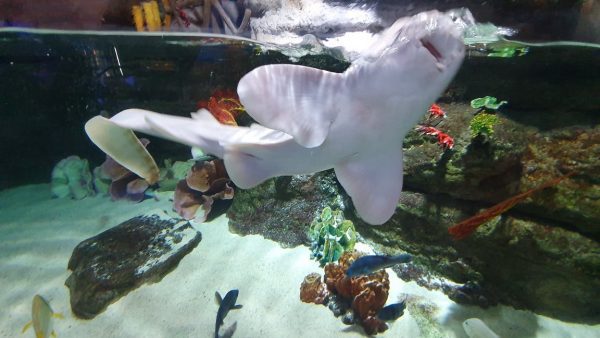dubai aquarium and underwater zoo