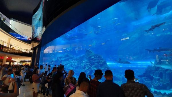 dubai aquarium and underwater zoo