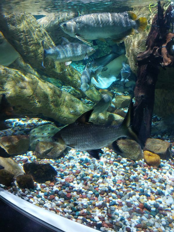 dubai aquarium & penguin encounter