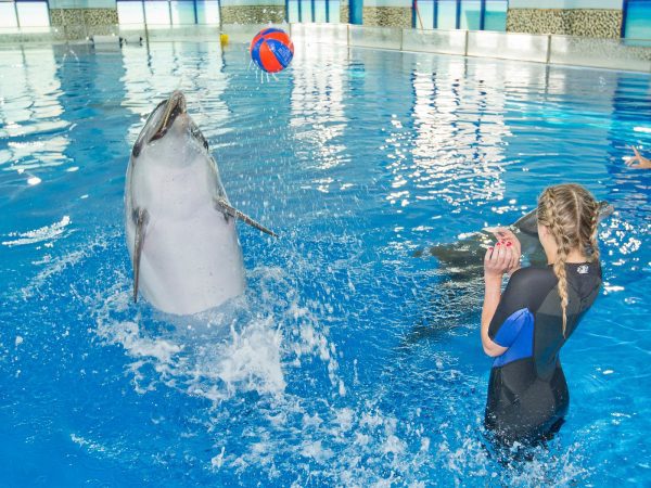 dubai dolphinarium