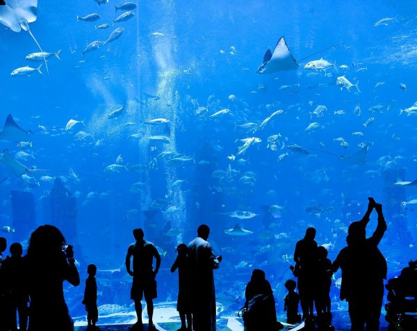 dubai aquarium and underwater zoo
