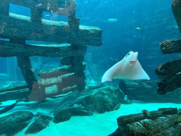 seaworld abu dhabi