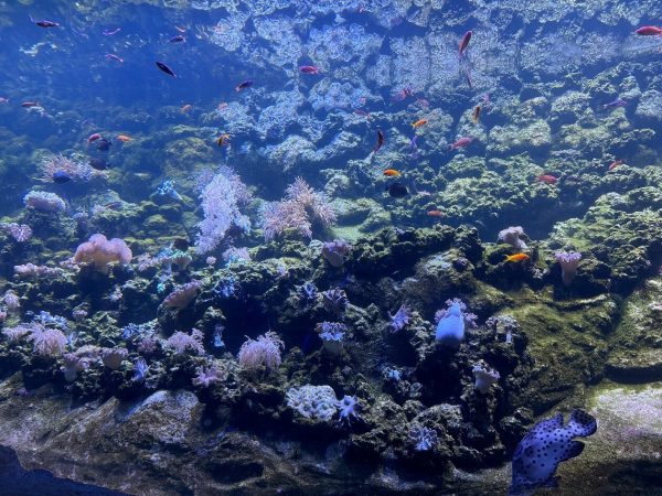 seaworld abu dhabi
