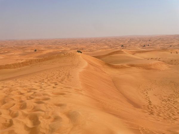 standard desert safari