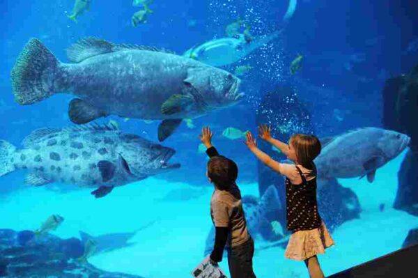the national aquarium abu dhabi general