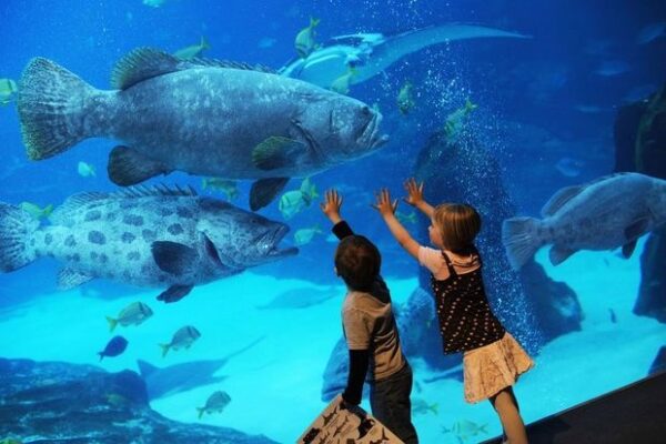 the national aquarium abu dhabi general