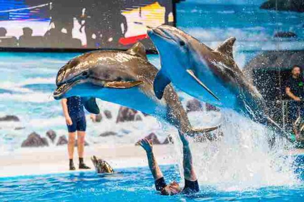 dubai dolphinarium – majestic swim (private session)