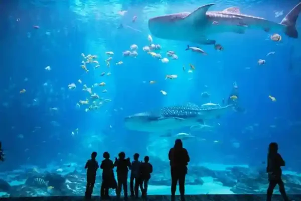 the national aquarium abu dhabi  beyond the glass