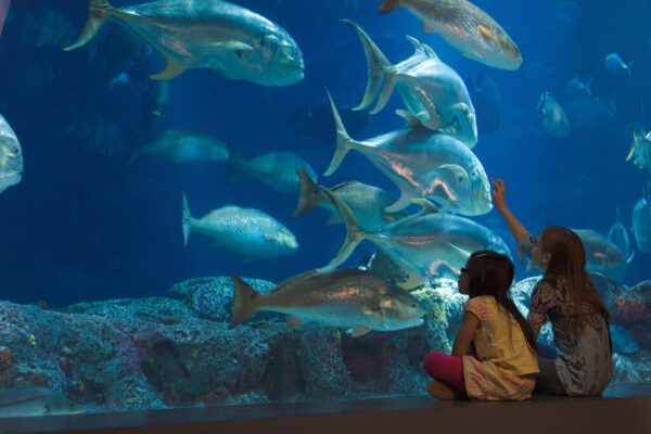 the national aquarium abu dhabi general