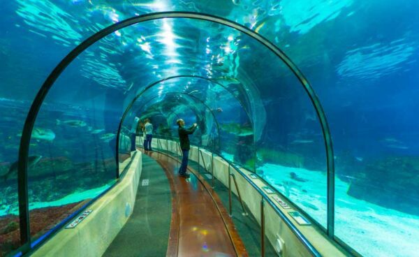 the national aquarium abu dhabi general