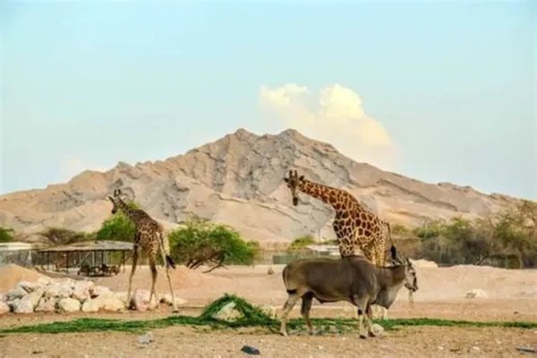 al ain zoo – general admission tickets