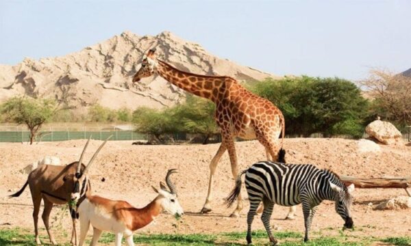 al ain zoo – general admission tickets