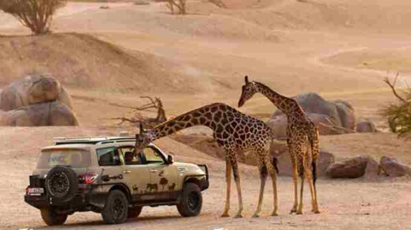 al ain zoo – safari truck experience