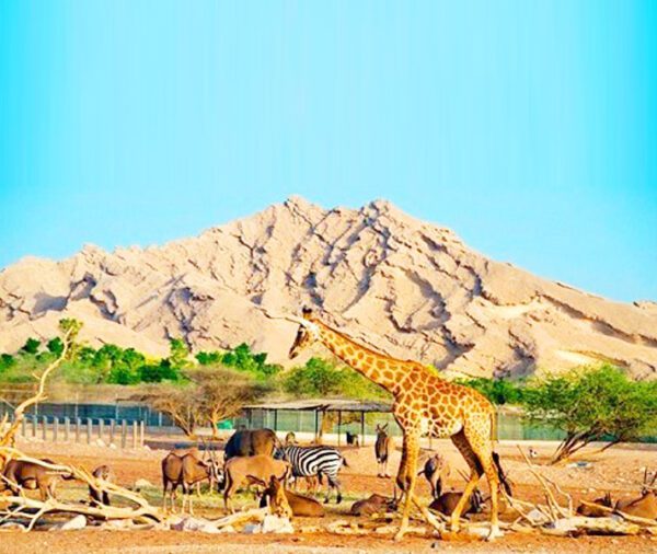 al ain zoo – general admission tickets