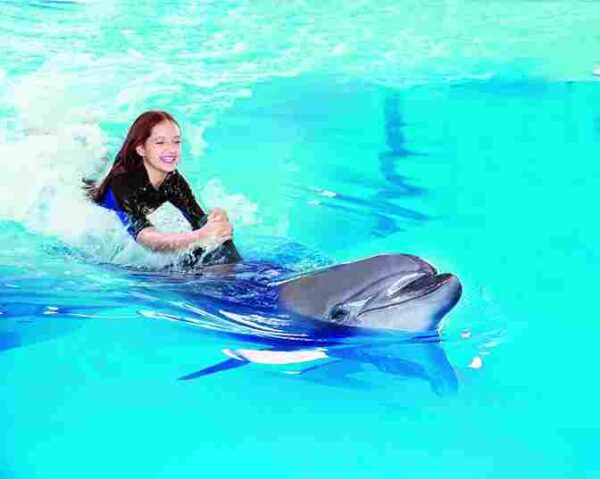 dubai dolphinarium – dolphin meet & greet private