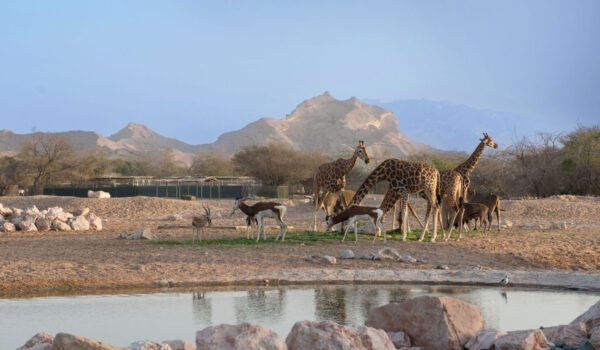 al ain zoo – general admission tickets